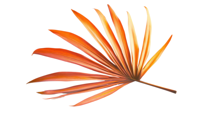 A vibrant orange palm leaf, showcasing intricate details and textures, perfect for adding a tropical feel to any design project or artwork.