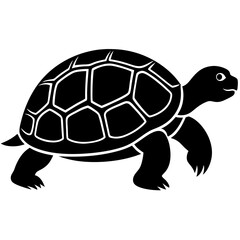 turtle illustration