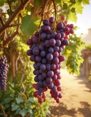 Naklejka premium A bunch of juicy purple grapes hanging from a long curved vine against a warm sunlight background , sun, warmth, garden