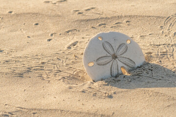 Sand dollar (Dendraster excentricus) shells (endoskeletons) stuck in the sand, surrounded by crab tracks in Baja California, Mexico.
