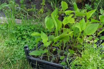 Plants seedlings are prepared for planting in farm garden. Countryside. Cottage garden. Sunny day.