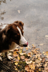 A brown Australian Shepherd stands on the shore of a lake covered with fallen yellow autumn leaves. The pet looks into the distance while walking.