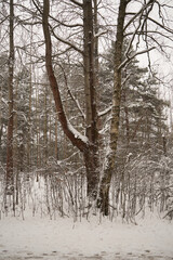 leśna droga,zima  © Marcin Łazarczyk