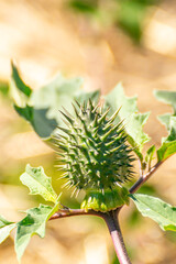 Closeup on a thorny seed cap of the poisonous and dangerous Jimson weed, Datura stramonium