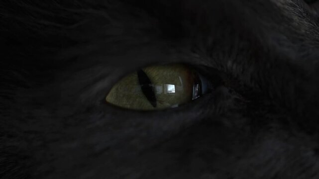 Opening eye and dilating pupil cat in closeup, macro.