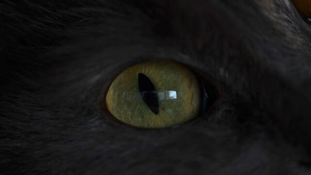 Dilating pupil cat in closeup, macro.