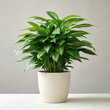 the green butiful tree