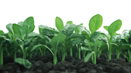 Fresh green spinach seedlings sprouting from dark soil, symbolizing growth and the promise of healthy nutrition. Ideal for gardening or health themes.