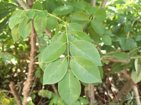 Gamal plant or Gliricidia sepium