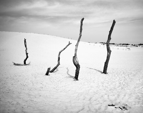 Dry old trees at the dunes in Slowinski national park- Poland