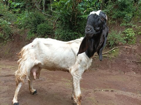 big goat, country goat