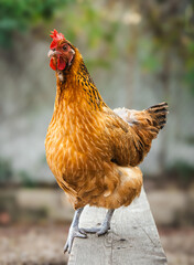 Orange and black chicken hen standing