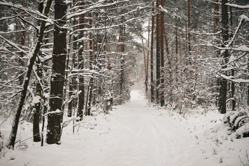 leśna ścieżka,zima  © Marcin Łazarczyk