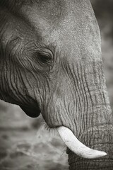 Close-up of an elephant's face and tusk in black and white in South Africa