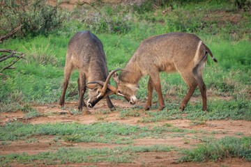 Antelopes locking horns in a vibrant green savannah landscape in South Africa