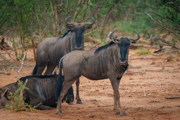 Fototapeta premium Group of wildebeests standing on a sandy terrain in a savannah landscape in South Africa