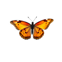 Beautiful Orange Butterfly Wings Isolated Black Background Detailed Insect up art macro color fauna 
