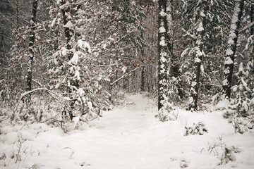 leśna ścieżka,zima  © Marcin Łazarczyk