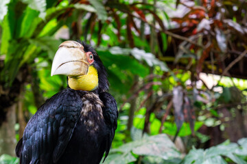 A hornbill bird showcasing its vibrant yellow and white plumage and magnificent beak