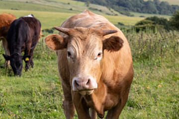 A cow looking at the camera, on a sunny day in rural Sussex