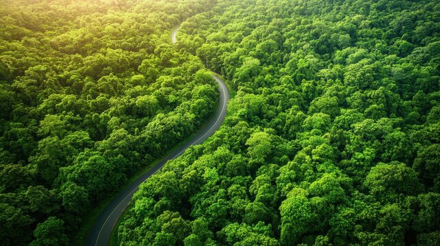 Breathtaking aerial view of curved highway cutting through dense forest showcasing natural carbon capture processes and demonstrating crucial role of forest ecosystems in climate action