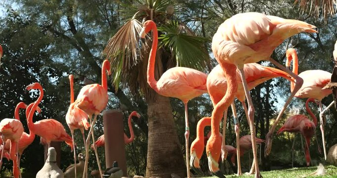 group of flamingos in a contrapicado point of view
