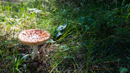 Fly agaric, a poisonous mushroom with a red cap with white dots, grows on the grass in the forest...