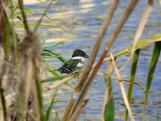 green kingfisher