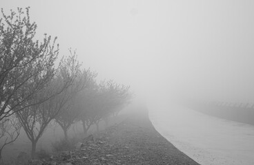 misty morning in the forest