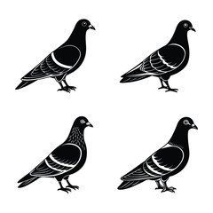 pigeon shilhotee vector with white background.