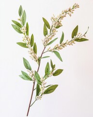 Fototapeta premium Delicate branch featuring lush green leaves and soft white flowers adds a touch of nature to any design. Perfect for floral arrangements and decor. Generative AI