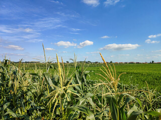 Expansive Cornfield Under Bright Blue Sky with Fluffy Clouds