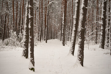 leśna ścieżka,zima  © Marcin Łazarczyk