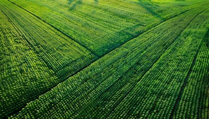 nadir texture and background of green alfalfa field