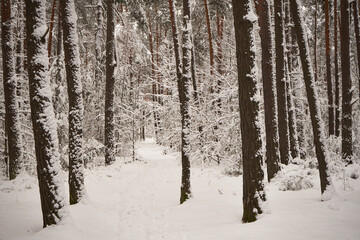 leśna ścieżka,zima  © Marcin Łazarczyk