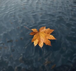 A solitary autumn leaf floating on a serene freshwater lake surface , autumn leaf, natural, ecosystem