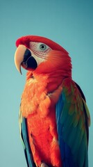 Obraz premium Vibrant Scarlet Macaw against a clear blue sky