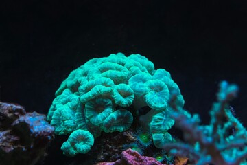 Caulastraea curvata green fluorescent colony in laminar wave flow, nano reef marine aquadesign,...