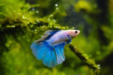 veiltail Betta splendens male aggression in moss planted Amano style aquascape, hardy artificial aqua breed of wild species, lush aquatic vegetation, bright LED light, shallow dof blur background