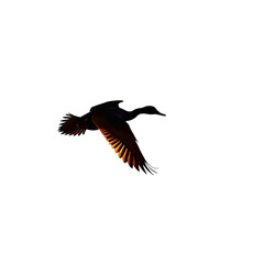 Obraz premium Duck Silhouette in Flight: A duck silhouette soars through the sky, its wings outstretched against a brilliant sunrise. The golden light of dawn illuminates the edges of its feathers.