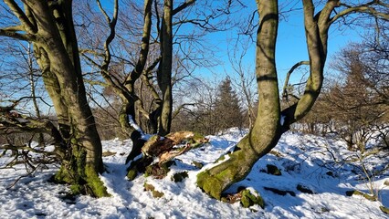 Rotbuche an der lippischen velmerstot