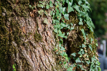 Green moss grows on the bark of a tree, in a public or natural park. The tree is covered with moss due to the high humidity of the climate. Textured natural background