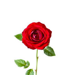 Single Red Rose Bloom Dark Background Elegant Flower Photography stem leaf love high plant petal    