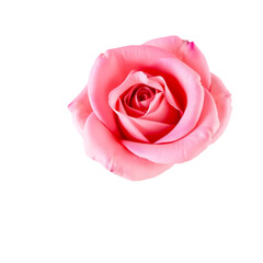 Beautiful Pink Rose Bloom Closeup Photography Soft Petals Romantic Flower red love plant image fresh