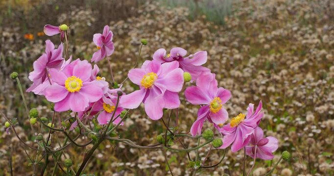 Hybrid Anemone japonica 'Pamina' (Eriocapitella &times; hybrida) producing Lilac-pink flowers with golden stamens  in cymes  with flowers buds on a erect bare stems 
