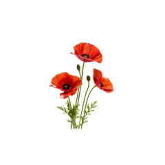 Poppies in Bloom: A cluster of vibrant red poppies stand tall against a crisp white backdrop, their delicate petals unfurling in a celebration of life and beauty.