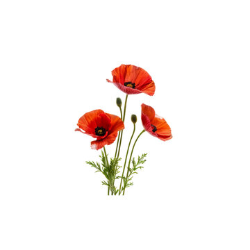 Poppies in Bloom: A cluster of vibrant red poppies stand tall against a crisp white backdrop, their delicate petals unfurling in a celebration of life and beauty.
