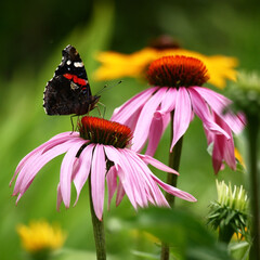 In a garden on a large flower of a echinacea motley beautiful butterfly sit.
