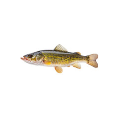 Naklejka premium Yellow Perch Profile: A detailed close-up showcases a vibrant yellow perch, its distinctive markings and fins clearly visible against a clean background.