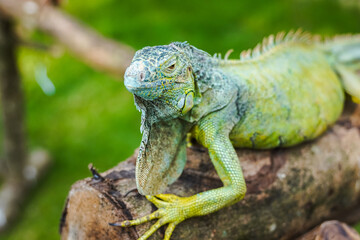 Beautiful green iguana on tree trunk (iguana iguana). Reptile animal in green park nature. 
